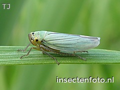 cicadella viridis (640*480)<br>(groene rietcicade)